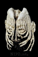 Сосредоточенные ангелы